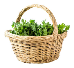 Fototapeta premium Fresh cilantro in a woven basket isolated on transparent background