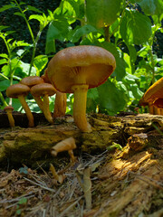 In the backyard of the house, several yellowish mushrooms, inedible fungi, grow among the old, rotten wood thrown on the ground, standing out against the green leaves illuminated by the sunlight.