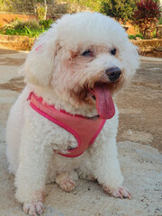 White-haired poodle dog, wearing a pink collar and bow, mouth open, tongue hanging out, fur stained by acid tears, chromodacryorrhea, black snout, sitting on the cement floor, paws with trimmed nails.