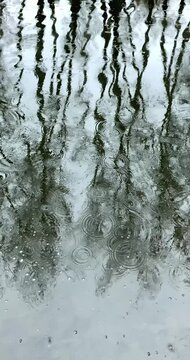 Water circles from raindrops. The rain starts and gets stronger. Waves shake the reflection of pine branches over the water of the lake. Autumn rain begins in the forest.
