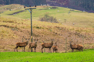 Elks grazing at the filed in Scotalnd Highlands