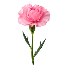 Pink Carnation on Black Background - Ideal for Floral Designers and Love-themed Projects