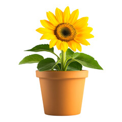 Obraz premium Isolated Potted Sunflower in Full Bloom - Ideal for Gardening Blogs and Home Decor Websites