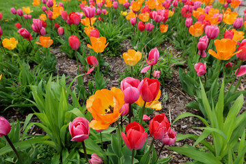 Colorful gardens in the spring.