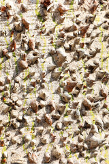 Unique, extraordinary, fantastic and magical texture of the bark of the tree CHORISA SPECIOSA from South America. Background, structure and texture of the bark of a unique tree close-up.