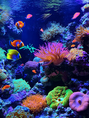 Obraz premium A vibrant underwater scene featuring colorful coral reefs, various species of fish including clownfish, and anemones, showcasing the diversity and beauty of marine life.