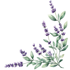 Obraz premium Green lavender plant with purple flowers on transparent background isolated png