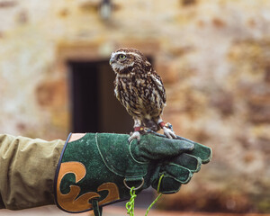 Little Owl Perched on Falconer’s Glove at a Scottish Falconry Display - Close-Up of Bird of Prey...