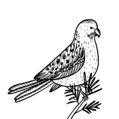 Parrot isolated line art, sketch, hand drawn