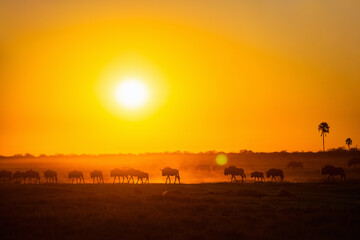 Gnu herd crossing plains at sunrise