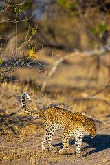 A leopard walking through the dry savanna