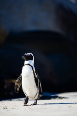 Naklejka premium African penguin walking on sandy beach