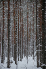 Fototapeta premium Wintery snow-covered forest