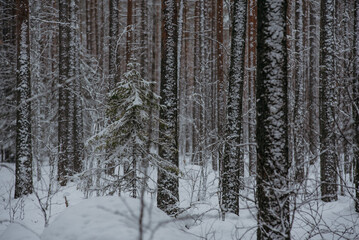 Fototapeta premium Wintery snow-covered forest