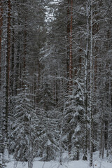 Fototapeta premium Wintery snow-covered forest