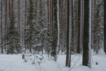 Wintery snow-covered forest