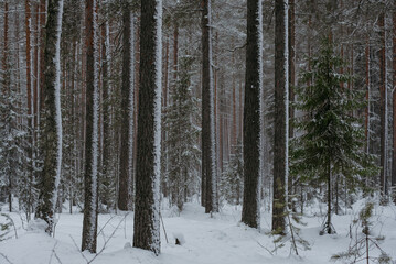 Wintery snow-covered forest
