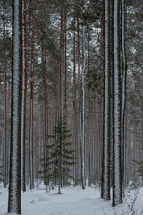 Wintery snow-covered forest