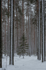 Wintery snow-covered forest