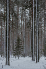 Wintery snow-covered forest