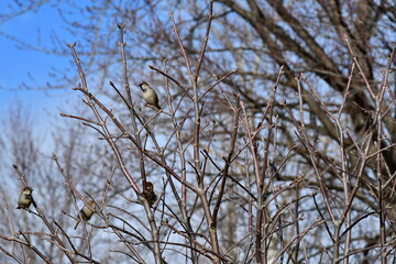 Sparrows in a Bare Tree