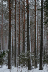 Wintery snow-covered forest