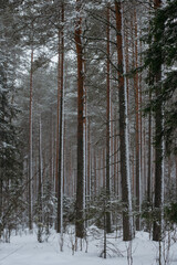 Wintery snow-covered forest