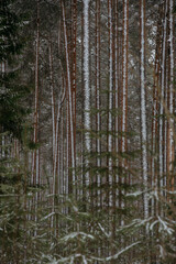 Obraz premium Wintery snow-covered forest