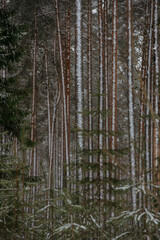 Wintery snow-covered forest