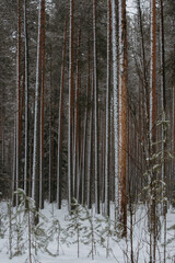 Fototapeta premium Wintery snow-covered forest