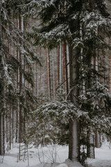 Wintery snow-covered forest