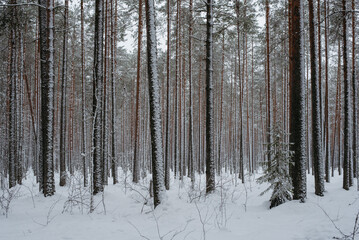 Wintery snow-covered forest