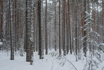 Wintery snow-covered forest