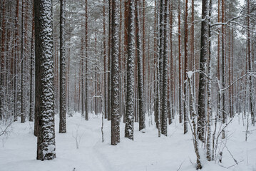 Wintery snow-covered forest