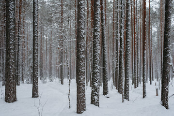 Wintery snow-covered forest