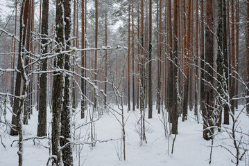 Wintery snow-covered forest