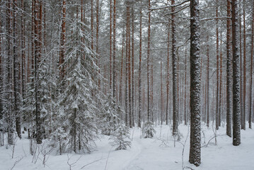 Wintery snow-covered forest