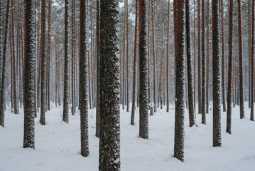 Wintery snow-covered forest