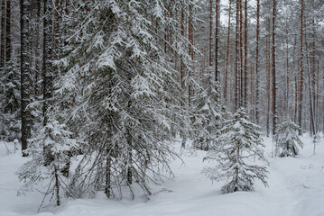 Wintery snow-covered forest