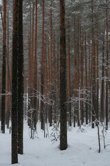 Wintery snow-covered forest