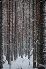 Wintery snow-covered forest