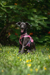 black greyhound puppy
