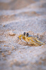 crab on the sand at the beach
