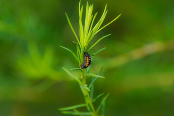 spider on a leaf