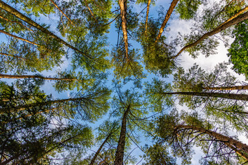 Looking up at tall pine trees reaching toward the bright blue sky, forming a natural canopy. The vibrant green foliage contrasts with the sky, creating a sense of depth and tranquility. A perfect pers