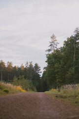 Road in the forest, Polish forest, fresh air