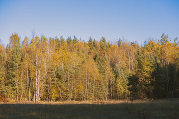 Road in the forest, Polish forest, fresh air