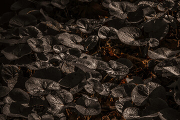 Gloomy Naturde scenes from Dublin Ireland