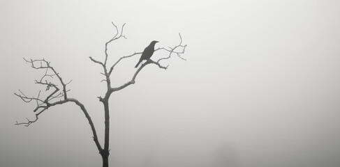 A lone bird perched on a barren tree branch in a misty, foggy atmosphere creating a mysterious and minimalist scene