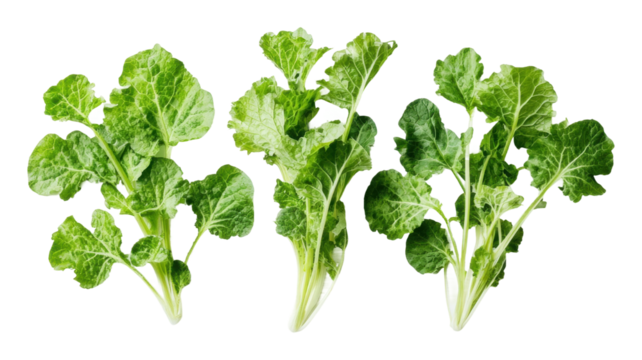 Fresh green leafy vegetables for healthy cooking isolated on transparent background